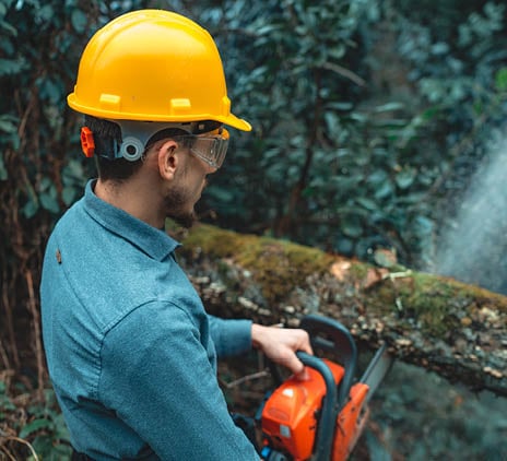 De anti-ontbossingsverordening: de bomen, het bos en de impact