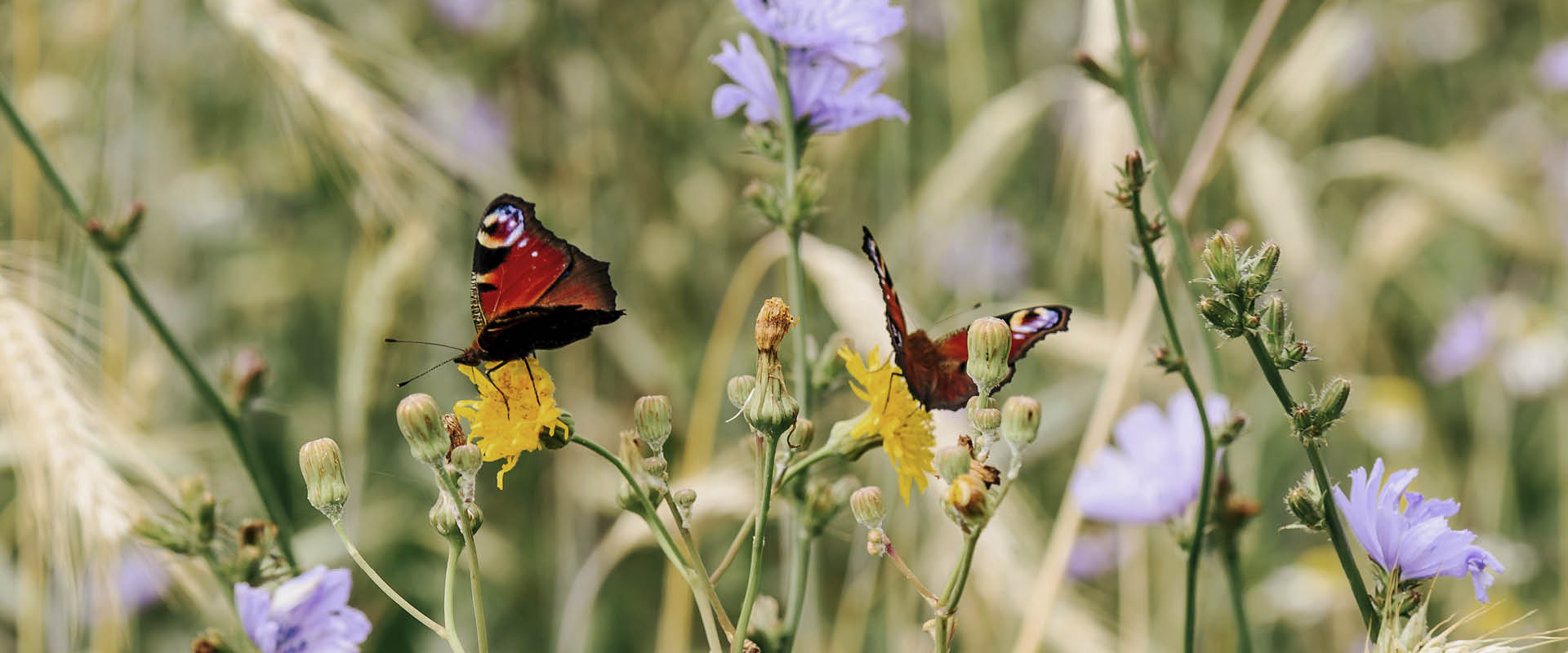 Improve your impact on biodiversity!