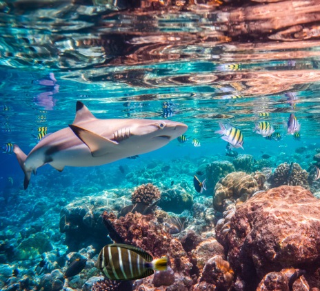 Wat draagt de toerist bij aan Cocos Marine Conservation Area in Costa Rica