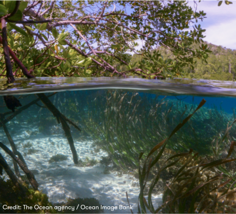 Financing of the mangrove restoration