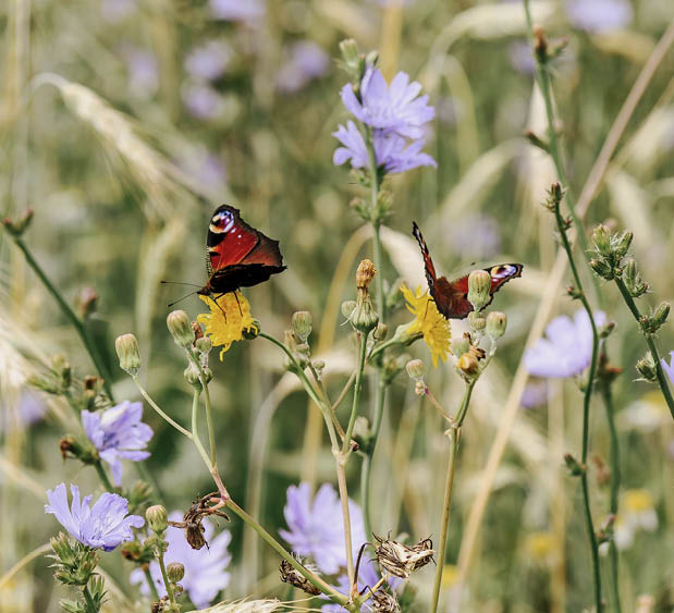 Improve your impact on biodiversity!
